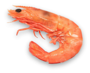 Shrimp PNG-18263